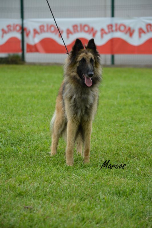 42-PANDORA D_AQUIVELT